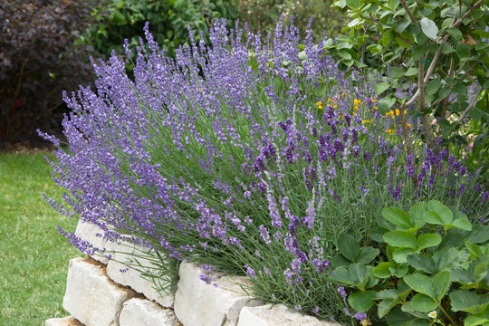 Lavendel ... duftendes Heilkraut