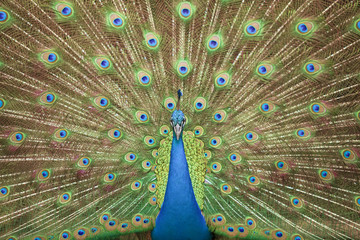 Obraz premium Portrait and close up of peacock