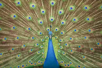Gordijnen Portrait and close up of peacock © anekoho