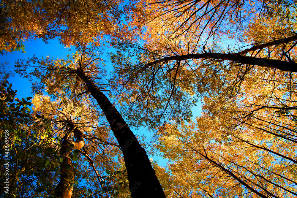 Wall mural Tree canopy