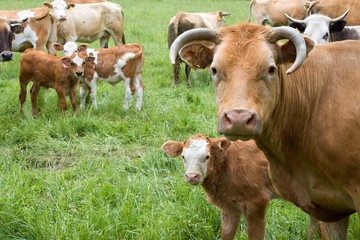 Brown white cows on a farmland in Czech Republic