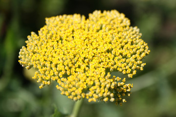 Fernleaf Yarrow © kazakovmaksim
