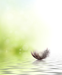 Feather drifting on water background
