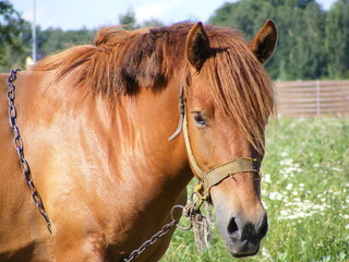 Chestnut horse bound with chain