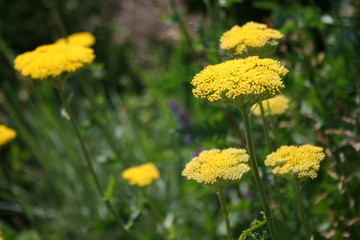 Fernleaf Yarrow - Achillea filipendulina (Cloth of Gold)