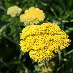 Fernleaf Yarrow - Achillea filipendulina (Cloth of Gold) © kazakovmaksim