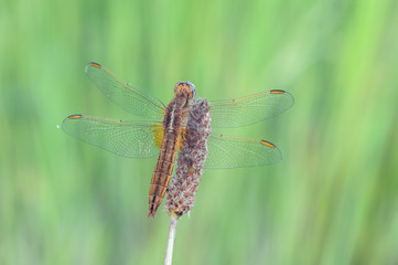 Crocothemis erythraea
