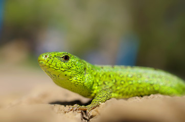 green lizard close-up