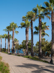 palm alley by the ocean