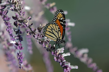 Monarch butterfly on purple salvia flowers
