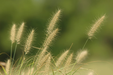 Autumn grass at sunset