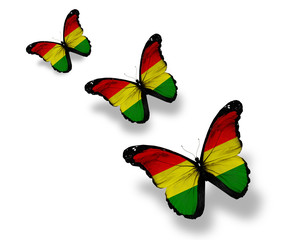 Three Bolivian flag butterflies, isolated on white