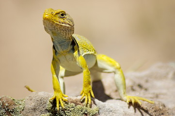Yellow Lizard/ Gecko - Macro