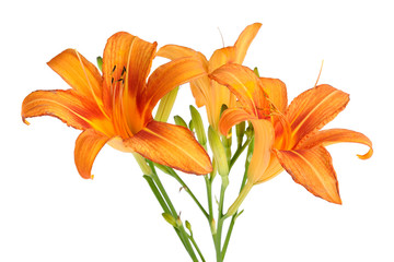 Lily flowers isolated on white background