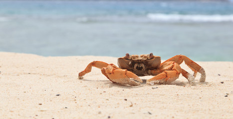 crab on tropical beach