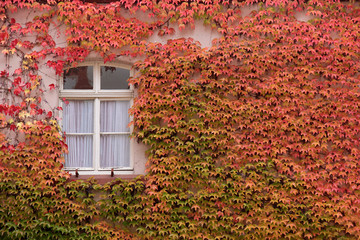 Wilder Wein an Hauswand