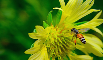 Bees flying into yellow flowers