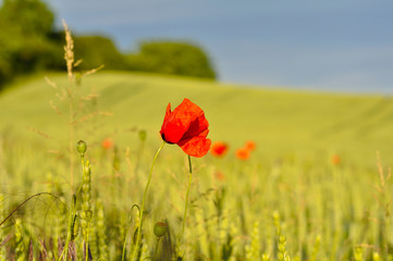 Kornfeld mit Mohnblume