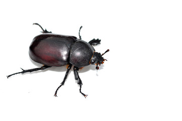 black beetle isolated