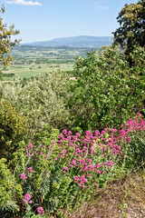 Lush Provence