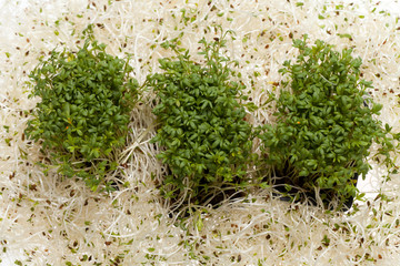 Fresh alfalfa sprouts and cress on white background