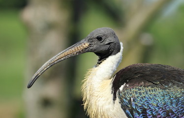 ibis d'australie