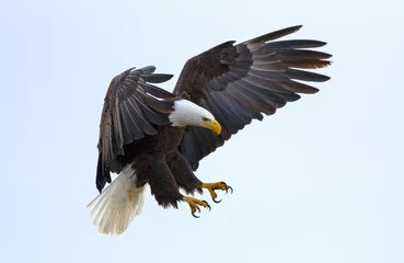 Printed kitchen splashbacks Central-America Bald eagle