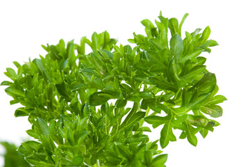 plant of parsley in closeup