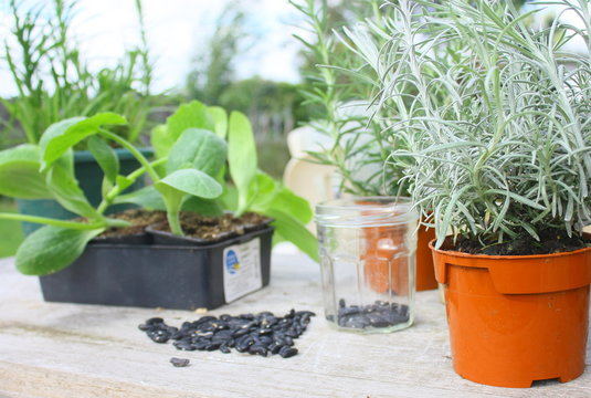 plante aromatique,curry