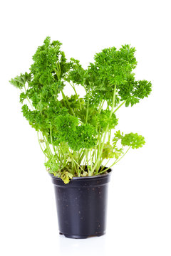 plant of parsley in pot