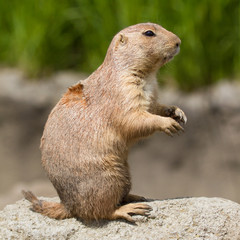 Prairie dog