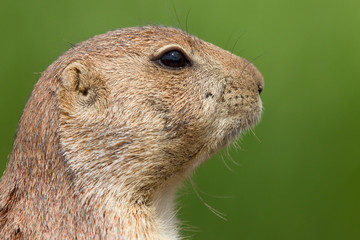 Prairie dog