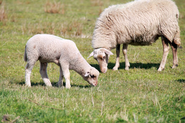 Obraz na płótnie Canvas sheep on pasture