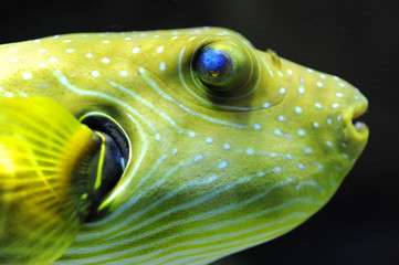 Kugelfisch © SanGero
