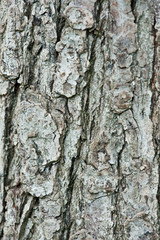 Closeup of a pine trunk