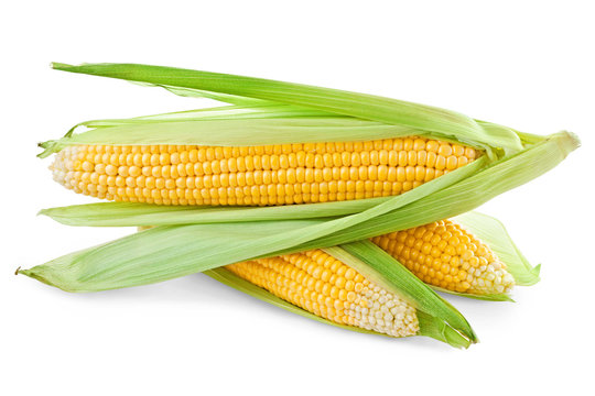 Corn isolated on a white background