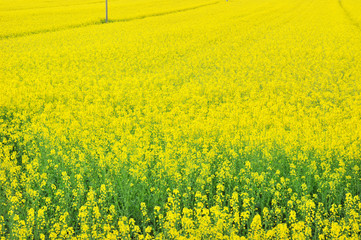Campo di fiori gialli