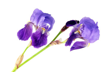 Fototapeta na wymiar Lily flowers of purple