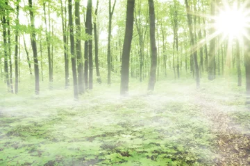 Zelfklevend Fotobehang forest © robert