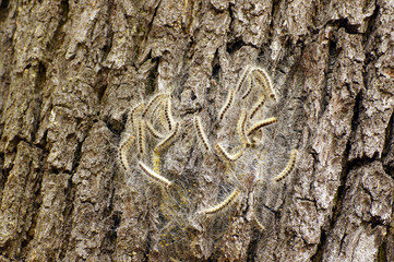 Obraz premium Eichen - Prozessionsspinner an einem Baum. Nest, Raupe, Schmetterling, Plage