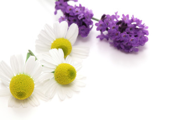 Chamomiles and lavender flowers on white background