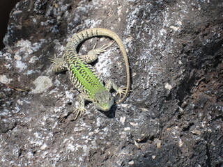 Smaragdeidechse