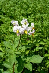 Fleur de pomme de terre