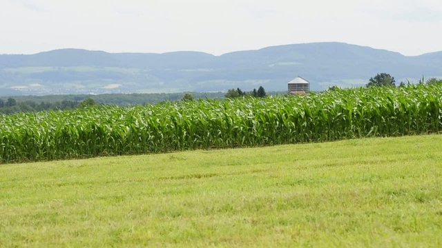 Maisfeld