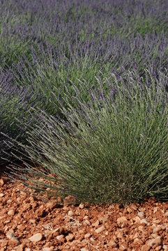 provence