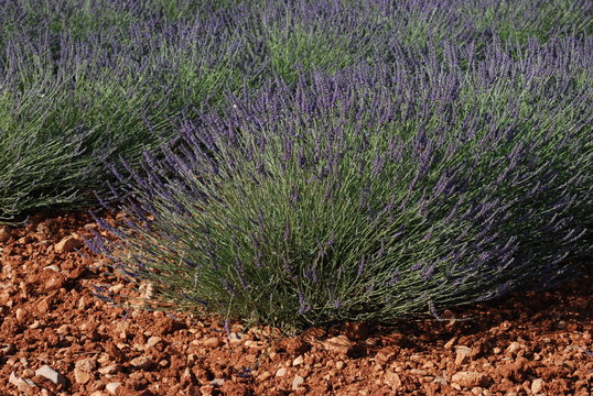 provence