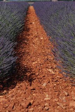 provence