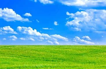 Photo sur Plexiglas Été Wheat field and cloudy blue sky