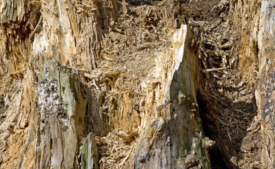 Decayed tree trunk