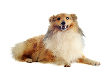 Obraz premium shetland dog
